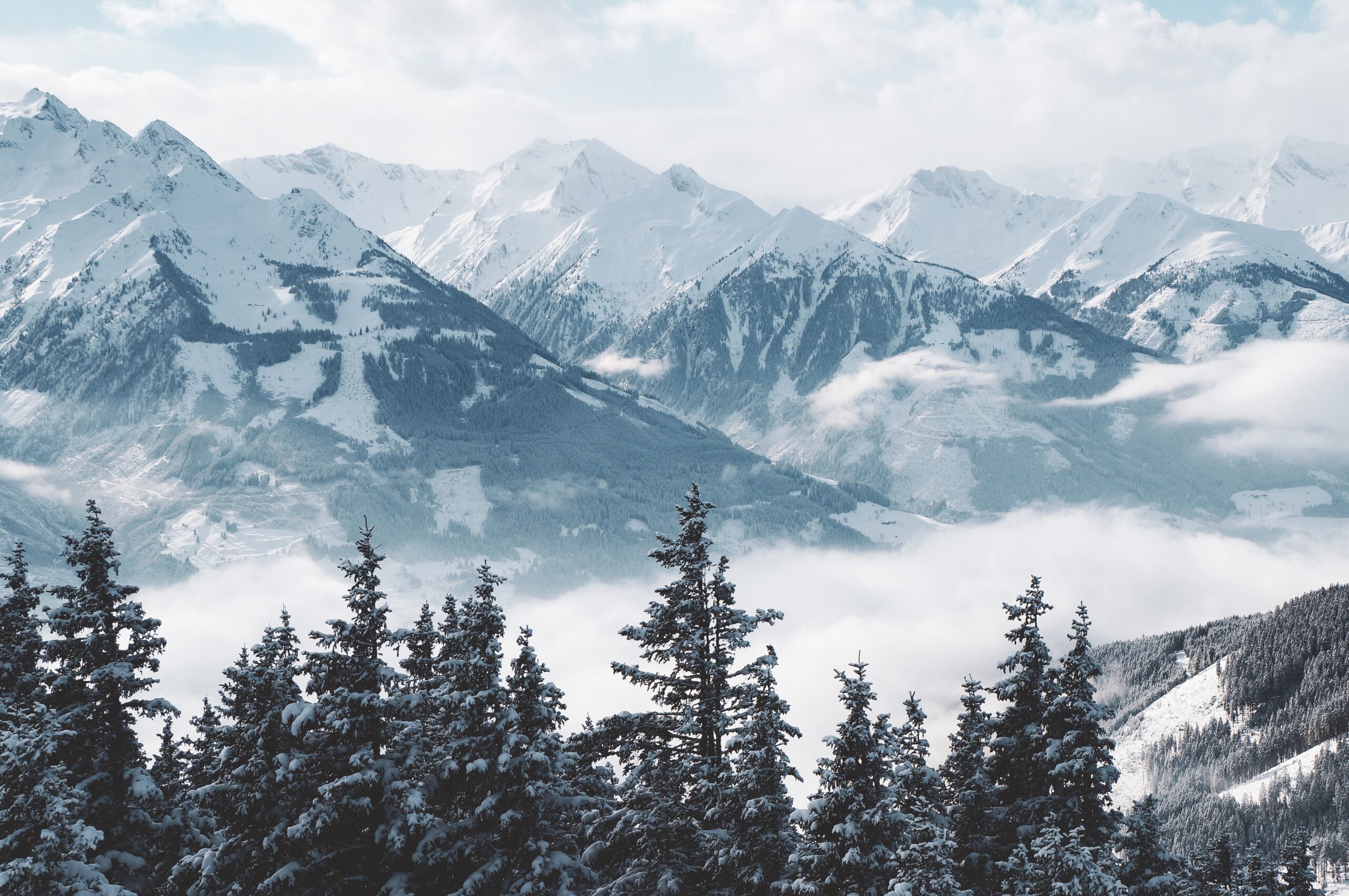 montagne innevate con abeti
